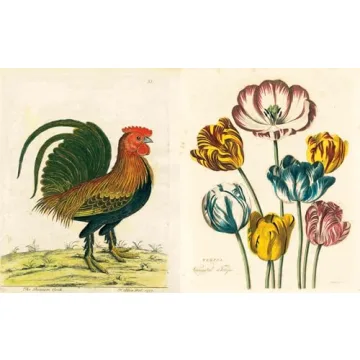 John Derian Picture Book Stunning Coffee Table Art