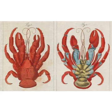 John Derian Picture Book Stunning Coffee Table Art