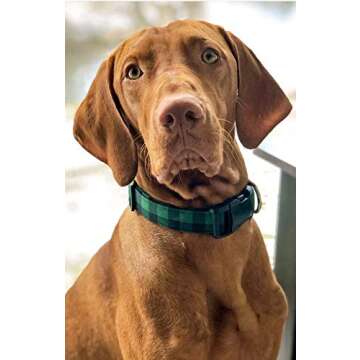 Green Shamrock on White Dog Collar - Puppy St. Patrick's Day Saint Patty Fabric Adjustable Irish Lucky Glitter (XS- Toy Dog)