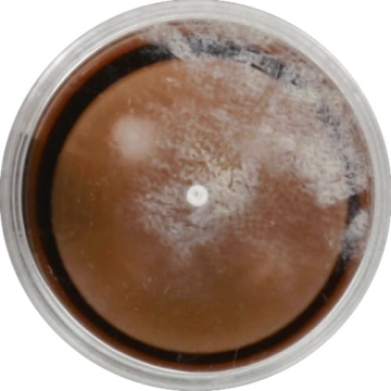 Wet N Wild MegaGlo Makeup Stick for Flawless Glow