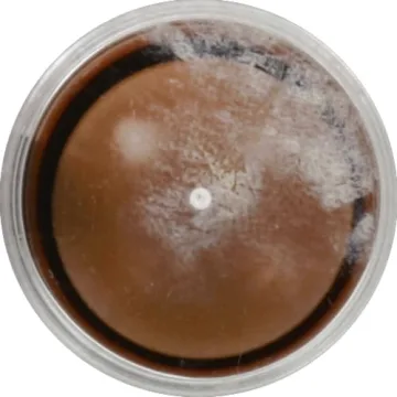 Wet N Wild MegaGlo Makeup Stick for Flawless Glow