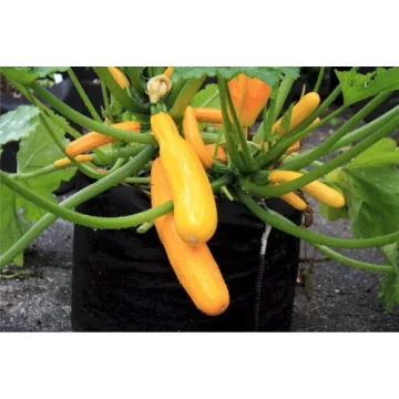 Smart Pots 150-Gallon Soft-Sided Container for Lush Gardens