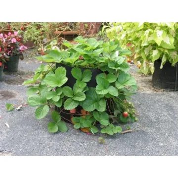 Smart Pots 150-Gallon Soft-Sided Container for Lush Gardens