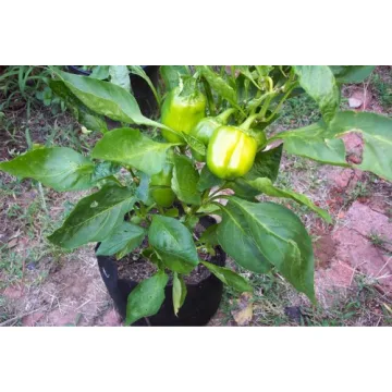 Smart Pots 150-Gallon Soft-Sided Container for Lush Gardens