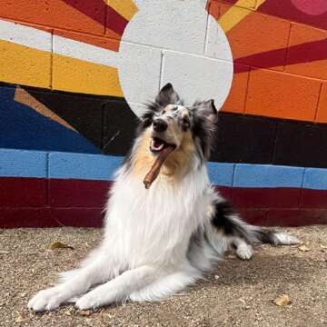 Cadet Bully Sticks - Premium Natural Dog Chews for Dental Health