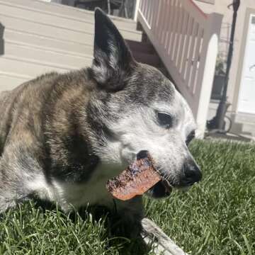 Pupford Salmon Jerky Treats for Dogs for Large & Small Dogs of All Ages | Made in USA, 100% Real Meat & No Fillers | Dogs Love These Tasty Dog Snacks (Salmon 8 oz)