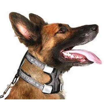 Cesar Millan Pack Leader Collar™ - Training Collar of The Dog Whisperer (Large, Grey)