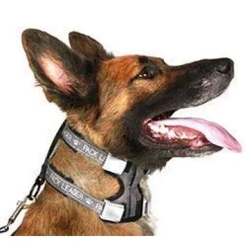 Cesar Millan Pack Leader Collar™ - Training Collar of The Dog Whisperer (Large, Grey)