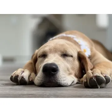 Floral Fall Boho Sunflower Crown for Festivals and Weddings