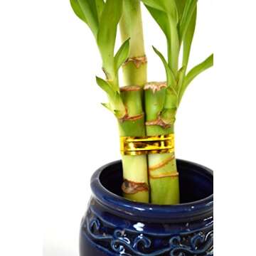 Live 3 Style Party Set of 4 Bamboo Plant Arrangement w/ Ceramic Vase