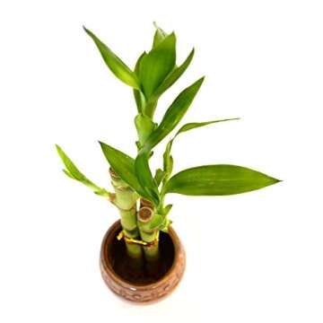 Live 3 Style Party Set of 4 Bamboo Plant Arrangement w/ Ceramic Vase