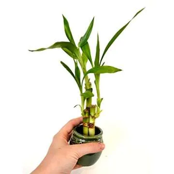 Live 3 Style Party Set of 4 Bamboo Plant Arrangement w/ Ceramic Vase