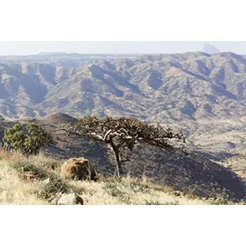 US Organic 100% Pure Frankincense (Boswellia Carteri) Essential Oil - Sourced from The Horn of Africa, USDA Certified Organic, Use Topically or in Diffuser, Perfect for Yoga or Meditation (10 ml)