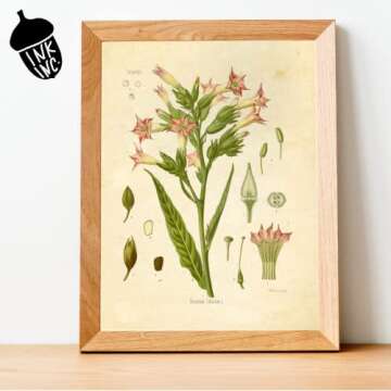 Ink Inc. Vintage Botanical Prints | Psychoactive Plants Cannabis Coca Opium Poppy Tobacco Wormwood Grapes | Set of 6 8"x10" Unframed