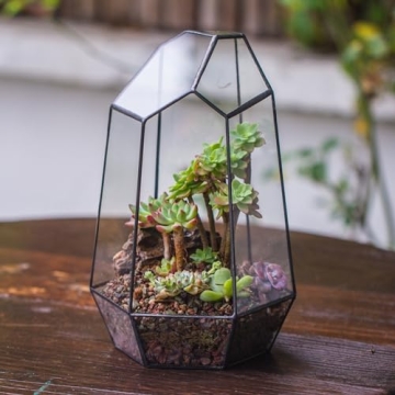 NCYP Geometric Glass Terrarium for Succulent and Cacti