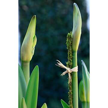 Elegant SuperMoss Moss Stakes for Optimal Plant Support