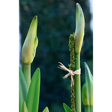 Elegant SuperMoss Moss Stakes for Optimal Plant Support