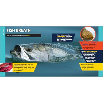 500 Ocean Facts Kids Love - Fascinating Ocean Book