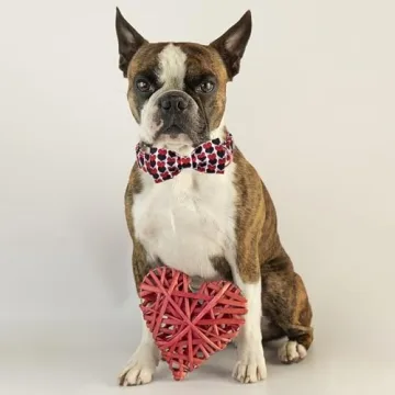 Stylish Babole Pet Valentine Dog Collar with Bow Tie