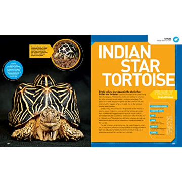 Explore the Ultimate Reptileopedia for Young Nature Lovers