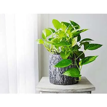 American Plant Exchange Golden Pothos Indoor/Outdoor Air Purifier Live Plant, 6" Pot