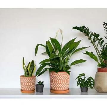 D'vine Dev Set of 2 Terracotta Pots, 4 Inch and 6 Inch, Planter Pots for Plants with Drainage Holes and Saucers, Terracotta/White, 31-958-C-1