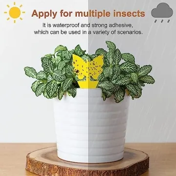 Stingmon 36 Pack Fruit Fly Trap for Indoor Plants