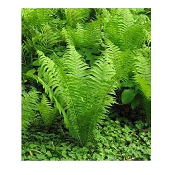 20 Ostrich Glade Fern Rhizome Live Plant for Vibrant Gardens