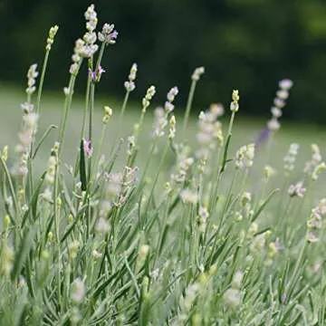 Tata Harper Illuminating Moisturizer, Complexion Perfecting, Hyaluronic Acid Diamond Cream, 100% Natural, Made Fresh in Vermont, 50ml