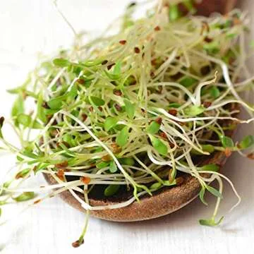 Handy Pantry Organic Alfalfa Seeds for Sprouting 1 lb - Seed for Alfalfa Sprouts, Alfalfa Seeds Micr...