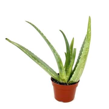 Live Aloe Vera Succulent Aloe Barbadensis Aloe 8"-12" Tall, 4" Pot