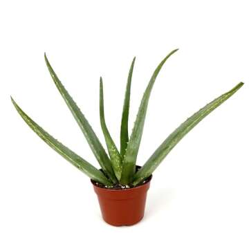 Live Aloe Vera Succulent Aloe Barbadensis Aloe 8"-12" Tall, 4" Pot