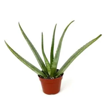 Live Aloe Vera Succulent Aloe Barbadensis Aloe 8"-12" Tall, 4" Pot