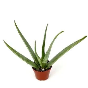 Live Aloe Vera Succulent Aloe Barbadensis Aloe 8"-12" Tall, 4" Pot