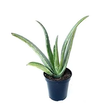 Live Aloe Vera Succulent Aloe Barbadensis Aloe 8"-12" Tall, 4" Pot