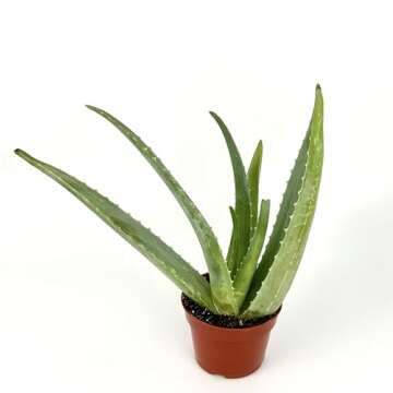 Live Aloe Vera Succulent Aloe Barbadensis Aloe 8"-12" Tall, 4" Pot