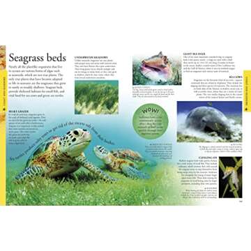 Ocean: A Visual Encyclopedia (DK Children's Visual Encyclopedias)