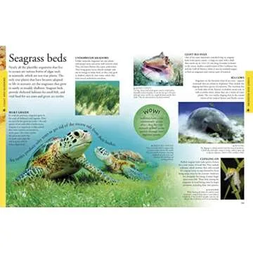 Ocean: A Visual Encyclopedia (DK Children's Visual Encyclopedias)