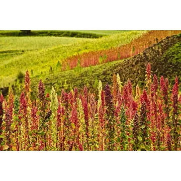 Organic Royal White Quinoa 5 Pounds Non-GMO Vegan