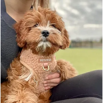 Premium No Pull Adjustable Dog Harness for Small Medium Dogs