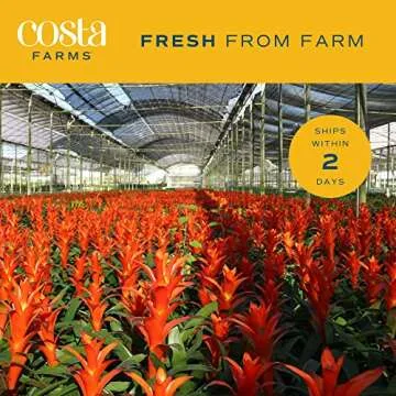 Costa Farms Bromeliad, Flowering Live Indoor Plant in Modern Flower Pot, Houseplant with Flowers in Potting Soil, Grower's Choice, New House Gift, Home or Room Decor, 20-Inches Tall