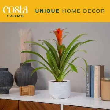 Costa Farms Bromeliad, Flowering Live Indoor Plant in Modern Flower Pot, Houseplant with Flowers in Potting Soil, Grower's Choice, New House Gift, Home or Room Decor, 20-Inches Tall