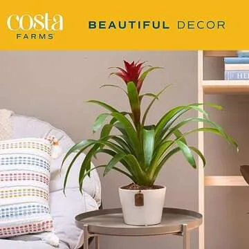 Costa Farms Bromeliad, Flowering Live Indoor Plant in Modern Flower Pot, Houseplant with Flowers in Potting Soil, Grower's Choice, New House Gift, Home or Room Decor, 20-Inches Tall