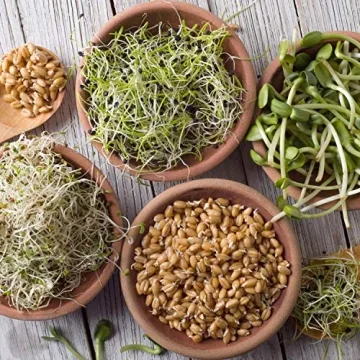 Durable Stainless Steel Sprouting Lids and Stands for Mason Jars