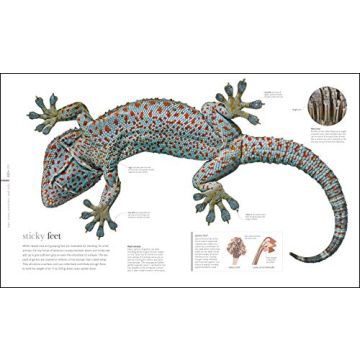 Zoology: Inside the Secret World of Animals - A Stunning Reference Book
