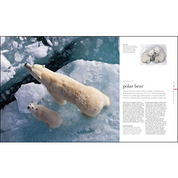 Zoology: Inside the Secret World of Animals - A Stunning Reference Book