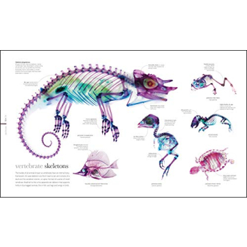 Zoology: Inside the Secret World of Animals - A Stunning Reference Book
