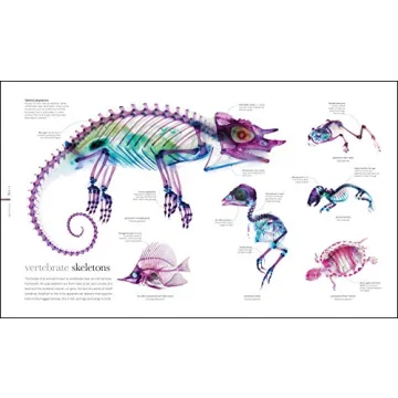 Zoology: Inside the Secret World of Animals - A Stunning Reference Book