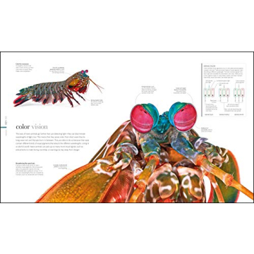 Zoology: Inside the Secret World of Animals - A Stunning Reference Book