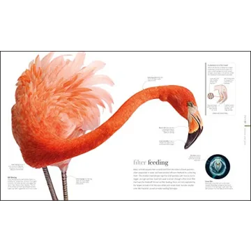 Zoology: Inside the Secret World of Animals - A Stunning Reference Book